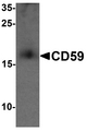 CD59 Antibody - Western blot analysis of CD59 in mouse spleen tissue lysate with CD59 antibody at 1 ug/ml