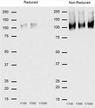 CD68 Antibody - Western blot of CD68 expression on J774 cells using Rat anti-Mouse CD68 with Goat anti-Rat IgG:HRP STAR72) as a detection antibody.  This image was taken for the unmodified form of this product. Other forms have not been tested.