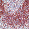 CD79A / CD79 Alpha Antibody - Formalin-fixed, paraffin-embedded rat spleen stained with peroxidase-conjugate and AEC chromogen. Note cell membrane staining of lymphocytes.  This image was taken for the unmodified form of this product. Other forms have not been tested.