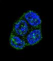 CD95 / FAS Antibody - Confocal immunofluorescence of FAS Antibody with T47D cell followed by Alexa Fluor 488-conjugated goat anti-rabbit lgG (green). DAPI was used to stain the cell nuclear (blue).