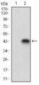 CDAN1 Antibody - Western blot using CDX1 monoclonal antibody against HEK293 (1) and CDX1 (AA: 122-227)-hIgGFc transfected HEK293 (2) cell lysate.