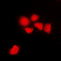 Antibody - Immunofluorescent analysis of CDK1/2/3 (pT14) staining in HeLa cells. Formalin-fixed cells were permeabilized with 0.1% Triton X-100 in TBS for 5-10 minutes and blocked with 3% BSA-PBS for 30 minutes at room temperature. Cells were probed with the primary antibody in 3% BSA-PBS and incubated overnight at 4 C in a humidified chamber. Cells were washed with PBST and incubated with a DyLight 594-conjugated secondary antibody (red) in PBS at room temperature in the dark. DAPI was used to stain the cell nuclei (blue).
