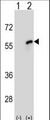 CDC20 Antibody - Western blot of CDC20 (arrow) using rabbit polyclonal CDC20 Antibody. 293 cell lysates (2 ug/lane) either nontransfected (Lane 1) or transiently transfected (Lane 2) with the CDC20 gene.