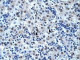 CDC25B Antibody - CDC25B antibody AVARP03041_P050-NP_068659-CDC25B (cell division cycle 25 homolog B (S. pombe)) Antibody was used in IHC to stain formalin-fixed, paraffin-embedded human liver.  This image was taken for the unconjugated form of this product. Other forms have not been tested.