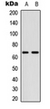 CDC25B Antibody - Western blot analysis of CDC25B (pS323) expression in A549 (A); NIH3T3 (B) whole cell lysates.