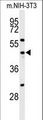 CDC25C Antibody - Western blot of CDC25C Antibody in NIH-3T3 cell line lysates (35 ug/lane). CDC25C (arrow) was detected using the purified antibody.