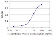 CDC42BPG Antibody - Detection limit for recombinant GST tagged CDC42BPG is 0.3 ng/ml as a capture antibody.