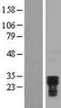 CDC42EP2 Protein - Western validation with an anti-DDK antibody * L: Control HEK293 lysate R: Over-expression lysate