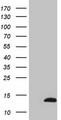 CDC42SE2 Antibody - HEK293T cells were transfected with the pCMV6-ENTRY control (Left lane) or pCMV6-ENTRY CDC42SE2 (Right lane) cDNA for 48 hrs and lysed. Equivalent amounts of cell lysates (5 ug per lane) were separated by SDS-PAGE and immunoblotted with anti-CDC42SE2 (1:2000).