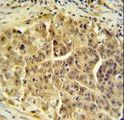 CDC45 Antibody - CDC45L Antibody IHC of formalin-fixed and paraffin-embedded testis tissue followed by peroxidase-conjugated secondary antibody and DAB staining.