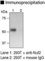CDCA1 / NUF2 Antibody