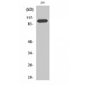 CDCA2 Antibody - Western blot of Repo-Man antibody
