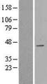 CDCA7 Protein - Western validation with an anti-DDK antibody * L: Control HEK293 lysate R: Over-expression lysate