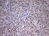 CDCA7L Antibody - IHC of paraffin-embedded Human pancreas tissue using anti-CDCA7L mouse monoclonal antibody. (Heat-induced epitope retrieval by 10mM citric buffer, pH6.0, 120°C for 3min).