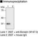 CDCA8 / Borealin Antibody