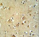 CDH20 / Cadherin 20 Antibody - CDH20 Antibody IHC of formalin-fixed and paraffin-embedded brain tissue followed by peroxidase-conjugated secondary antibody and DAB staining.