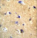 CDH22 / Cadherin 22 Antibody - CDH22 Antibody immunohistochemistry of formalin-fixed and paraffin-embedded human brain tissue followed by peroxidase-conjugated secondary antibody and DAB staining.
