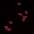 CDH24 / EY Cadherin Antibody - Immunofluorescent analysis of Cadherin 24 staining in SHSY5Y cells. Formalin-fixed cells were permeabilized with 0.1% Triton X-100 in TBS for 5-10 minutes and blocked with 3% BSA-PBS for 30 minutes at room temperature. Cells were probed with the primary antibody in 3% BSA-PBS and incubated overnight at 4 deg C in a humidified chamber. Cells were washed with PBST and incubated with a DyLight 594-conjugated secondary antibody (red) in PBS at room temperature in the dark. DAPI was used to stain the cell nuclei (blue).