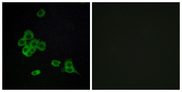 CDH26 / Cadherin 26 Antibody - Immunofluorescence analysis of MCF7 cells, using CDH26 Antibody. The picture on the right is blocked with the synthesized peptide.