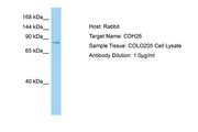 CDH26 / Cadherin 26 Antibody -  This image was taken for the unconjugated form of this product. Other forms have not been tested.