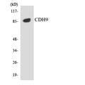 CDH9 / Cadherin 9 Antibody - Western blot analysis of the lysates from HepG2 cells using CDH9 antibody.