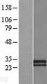 CDHR4 / CDH29 Protein - Western validation with an anti-DDK antibody * L: Control HEK293 lysate R: Over-expression lysate
