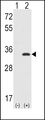 CDK1 / CDC2 Antibody - Western blot of CDC2 (arrow) using rabbit polyclonal CDC2 Antibody. 293 cell lysates (2 ug/lane) either nontransfected (Lane 1) or transiently transfected with the CDC2 gene (Lane 2) (Origene Technologies).