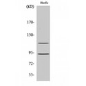 CDK11B / CDC2L1 Antibody - Western blot of PITSLRE antibody