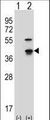 CDK3 Antibody - Western blot of Cdk3 (arrow) using rabbit polyclonal Mouse Cdk3 Antibody. 293 cell lysates (2 ug/lane) either nontransfected (Lane 1) or transiently transfected (Lane 2) with the Cdk3 gene.