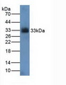 CDK4 Antibody - Western Blot; Sample: Rat Kidney Tissue.