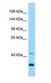CDK5 Antibody - CDK5 antibody Western Blot of Rat Heart.  This image was taken for the unconjugated form of this product. Other forms have not been tested.