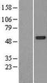 CDK5RAP3 Protein - Western validation with an anti-DDK antibody * L: Control HEK293 lysate R: Over-expression lysate