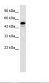 CDK8 Antibody - HepG2 Cell Lysate.  This image was taken for the unconjugated form of this product. Other forms have not been tested.
