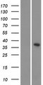CDKL4 Protein - Western validation with an anti-DDK antibody * L: Control HEK293 lysate R: Over-expression lysate