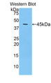 CDNF / ARMETL1 Antibody - Western blot of recombinant CDNF / ARMETL1.  This image was taken for the unconjugated form of this product. Other forms have not been tested.