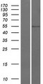 CDS1 Protein - Western validation with an anti-DDK antibody * L: Control HEK293 lysate R: Over-expression lysate