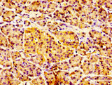 CDw218a / IL18R1 Antibody - Immunohistochemistry image of paraffin-embedded human pancreatic tissue at a dilution of 1:100