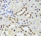 CDX2 Antibody - Immunohistochemistry of paraffin-embedded rat kidney using CDX2 antibody at dilution of 1:100