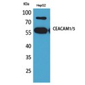 CEACAM1,5 Antibody - Western blot of CEACAM1/5 antibody
