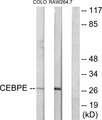 CEBPD + CEBPE Antibody - Western blot analysis of lysates from LOVO and RAW264.7 cells, using CEBPD/E Antibody. The lane on the right is blocked with the synthesized peptide.