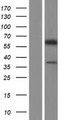 CECR6 Protein - Western validation with an anti-DDK antibody * L: Control HEK293 lysate R: Over-expression lysate