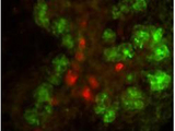 CELA1 / Pancreatic Elastase 1 Antibody - Anti-Elastase and Anti-Insulin Antibodies - Immunofluorescence. Double immunofluorescence microscopy after staining of mouse embryonic gut tissue with anti-Elastase antibody and anti-Insulin antibody. Tissue sections were prepared using frozen sections after fixation for 1 h in 4% PFA. The image shows elastase staining in green and insulin staining in red. Personal communication, C. Murtaugh, Harvard University.