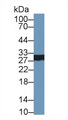 CELA2A / ELA2A Antibody - Western Blot; Sample: Rat Pancreas lysate; Primary Ab: 1µg/ml Rabbit Anti-Mouse ELA2A Antibody Second Ab: 0.2µg/mL HRP-Linked Caprine Anti-Rabbit IgG Polyclonal Antibody
