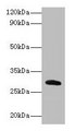 CELA2A / ELA2A Antibody - Western blot All lanes: Chymotrypsin-like elastase family member 2A antibody at 2µg/ml + recombinant Chymotrypsin-like elastase family member 2A protein 0.1µg Secondary Goat polyclonal to rabbit lgG at 1/15000 dilution Predicted band size: 29 kDa Observed band size: 29 kDa