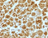 CELA3B / ELA3B Antibody - IHC testing of FFPE human pancreas with Elastase 3B antibody (clone ELTS3B-2).  This image was taken for the unmodified form of this product. Other forms have not been tested.