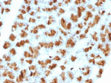 CELA3B / ELA3B Antibody - IHC testing of FFPE rat pancreas with Elastase 3B antibody (clone CELA3B/1257). Required HIER: boil tissue sections in 10mM Tris with 1mM EDTA, pH 9, for 10-20 min followed by cooling at RT for 20 min.