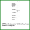 CENPE Antibody