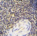 CENTB1 / ACAP1 Antibody - ACAP1 Antibody immunohistochemistry of formalin-fixed and paraffin-embedded human spleen tissue followed by peroxidase-conjugated secondary antibody and DAB staining.