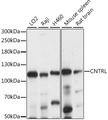 CEP1 / Centriolin Antibody - Western blot analysis of extracts of various cell lines, using CNTRL antibody at 1:1000 dilution. The secondary antibody used was an HRP Goat Anti-Rabbit IgG (H+L) at 1:10000 dilution. Lysates were loaded 25ug per lane and 3% nonfat dry milk in TBST was used for blocking. An ECL Kit was used for detection and the exposure time was 5s.
