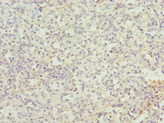 CEP120 Antibody - Immunohistochemistry of paraffin-embedded human spleen tissue at dilution 1:100